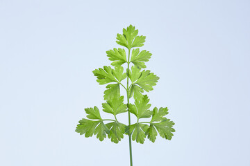 A parsley plant in full view