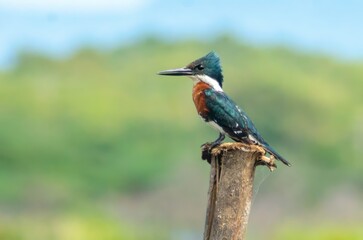 Chloroceryle americana
Green Kingfisher, kingfisher, kingfisher bird 