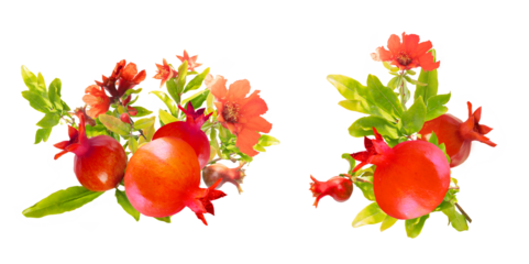 pomegranate tree fruits and flowering  blossoms branches with pomegranate flowers set