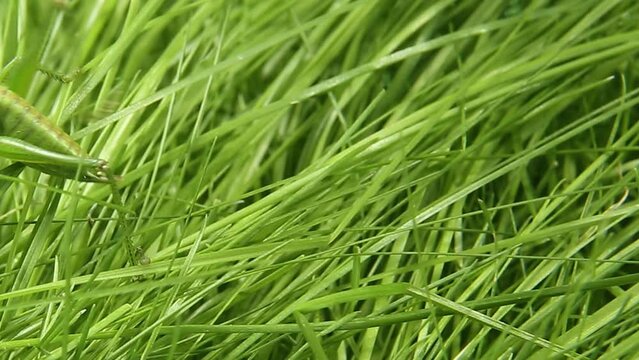 an insect disguised as an environment. the grasshopper moves through the green grass from right to left.