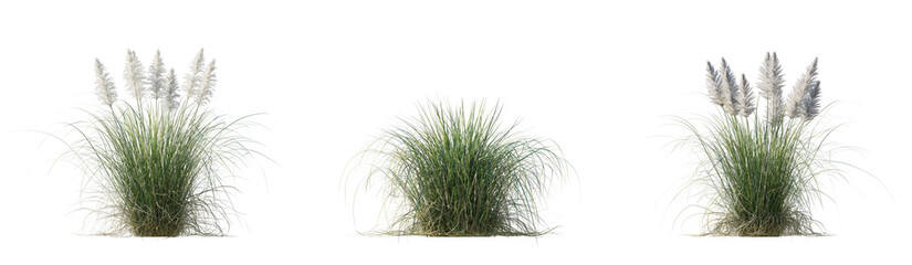 Set of Cortaderia selloana Pumila grass or dwarf pampas grass isolated png on a transparent...