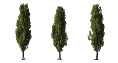 Large Poplar trees isolated png in  sunny daylight on a transparent background premium cutout
