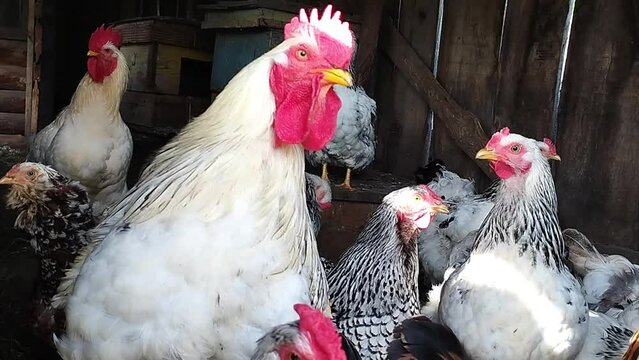 White roosters and hens in a wooden coop. Stock video of rural living creatures in full hd. Clip with poultry.