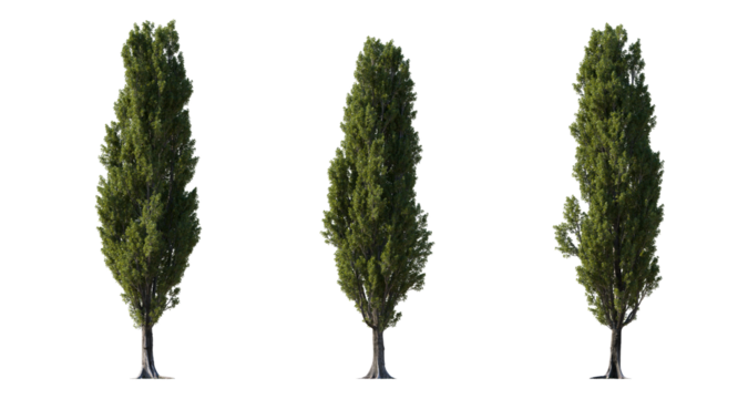 Large Poplar trees isolated png in  sunny daylight on a transparent background premium cutout