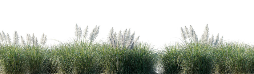 Field of Cortaderia selloana Pumila grass or dwarf pampas grass isolated png on a transparent...