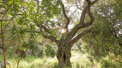 Fototapeta na wymiar Spooky Olive Tree with Sunbursts in its Branches
