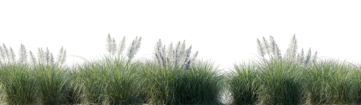 Field of Cortaderia selloana Pumila grass or dwarf pampas grass isolated png on a transparent background perfectly cutout high resolution for design framing
