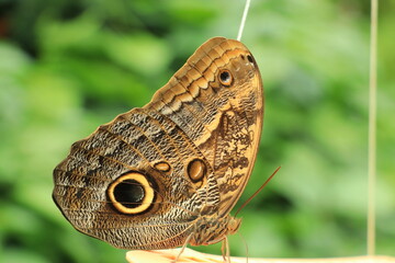 Fascinating image of noble butterfly.
