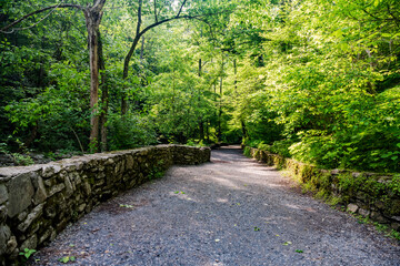 Obraz premium forest pathway. Forest scape with trees and bushes among the rocks. Tree line landscape summer.