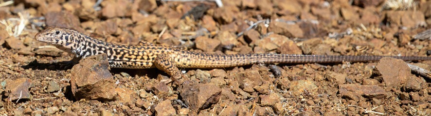 California Whiptail Lizard, Adult. Santa Clara County, California, USA.