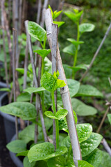 Ceylon spinach or basella rubra linn