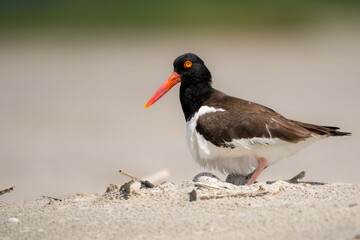 Oystercatcher on nest with eggs