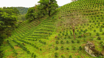 AERIAL: Coffee plantation thriving in perfect climate of Panamanian highlands