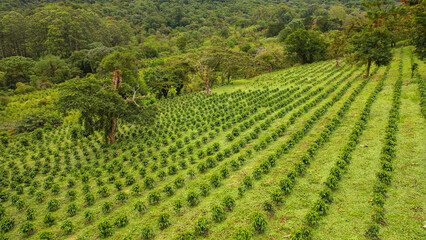 AERIAL: Remarkable view of incredibly aligned coffee plants on steep hilly field - obrazy, fototapety, plakaty