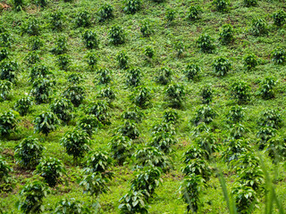 Beautifully arranged Panamanian plantation of coffee bushes planted in rows
