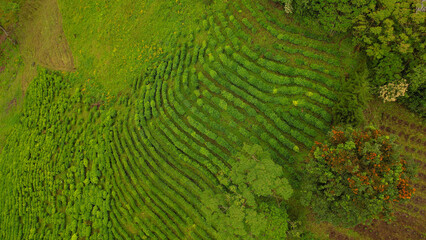 AERIAL: Amazing view of vibrant green tea bushes arranged in beautiful pattern