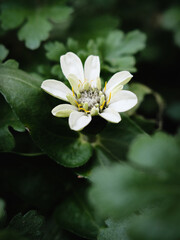 Closeup of a white flower amongst a lot of green leaves