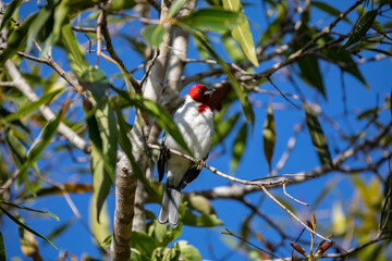 Galo de campina bird, Picture of a beautiful Red-cowled Cardinal bird! (Paroaria dominicana)