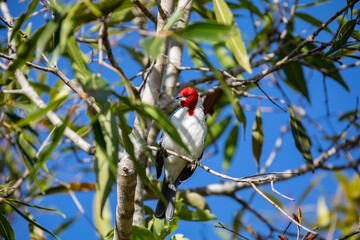 Galo de campina bird, Picture of a beautiful Red-cowled Cardinal bird! (Paroaria dominicana)