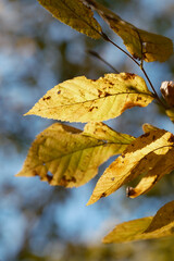 autumn leaves on the tree