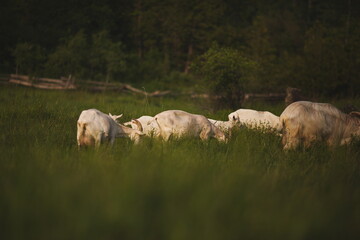 Fototapeta premium Saanan dairy goats on a small farm in Ontario, Canada.