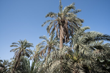 photo of date palm tree with early green fruits
