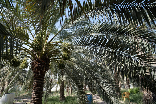 photo of date palm tree with early green fruits