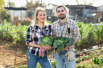 Cheerful couple of farmers harvesting cabbage at plantation