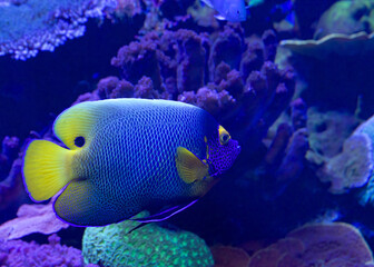 Close up of a blueface angelfish in a dark coral reef.