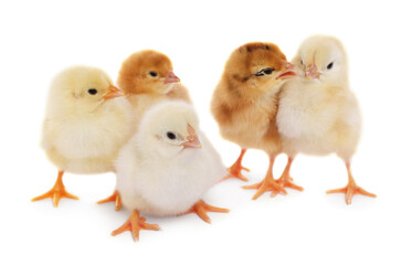 Many cute fluffy chickens on white background