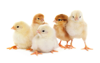 Many cute fluffy chickens on white background