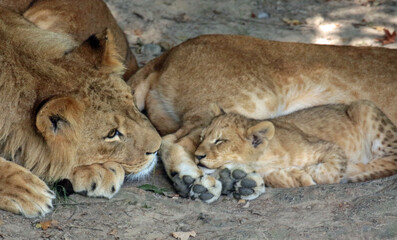 Obraz premium Meet the animal world – stunning photos of furry, feathery, and scaly friends you’ll love.
