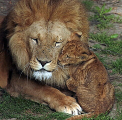 Fototapeta premium Meet the animal world – stunning photos of furry, feathery, and scaly friends you’ll love.