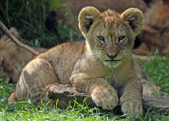 Meet the animal world &ndash; stunning photos of furry, feathery, and scaly friends you&rsquo;ll love.