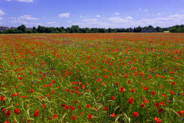 Red poppies field in Germany. Papaver somniferum flowers and seed head. Poppy sleeping pills, opium.