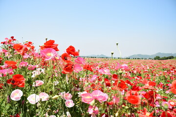 青空とポピーの地平線　ヒナゲシ