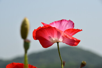 青空に向かって可憐に咲くポピーの花　ヒナゲシ