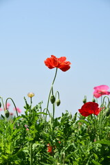 青空に向かって可憐に咲くポピーの花　ヒナゲシ