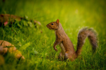 squirrel 