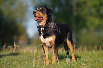 Serious Greater Swiss Mountain dog with a black leather collar posing outdoors standing on a green grass in spring