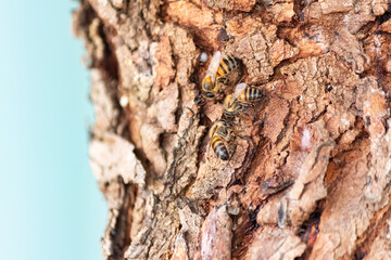 Three Bees on a Tree Trunk
