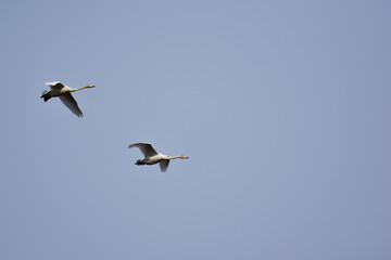 低空を飛ぶ二羽の白鳥
