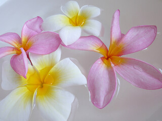 Flowers pink, yellow and white. Spa and relaxation