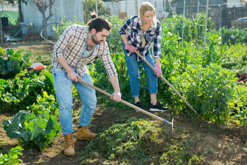 Positive couple of male and female farmers working in garden using rake and hoe