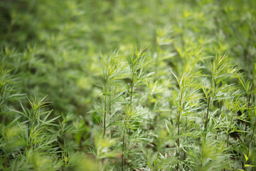 Natural growth of small leaved mugwort
