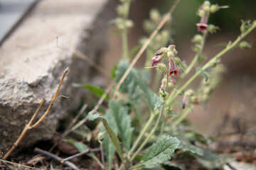 Wild Rehmannia Herbs in wild