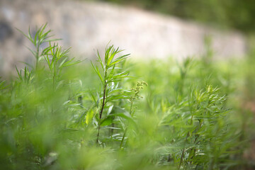 Natural growth of small leaved mugwort