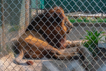 Lion in captivity