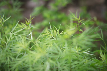 Wild small leaved mugwort close-up