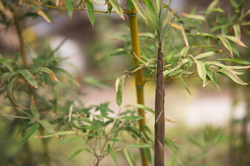 Close-up of Growing Bamboo Shoots
